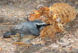 Image of Red-breasted Nuthatch