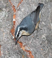 Image of Red-breasted Nuthatch