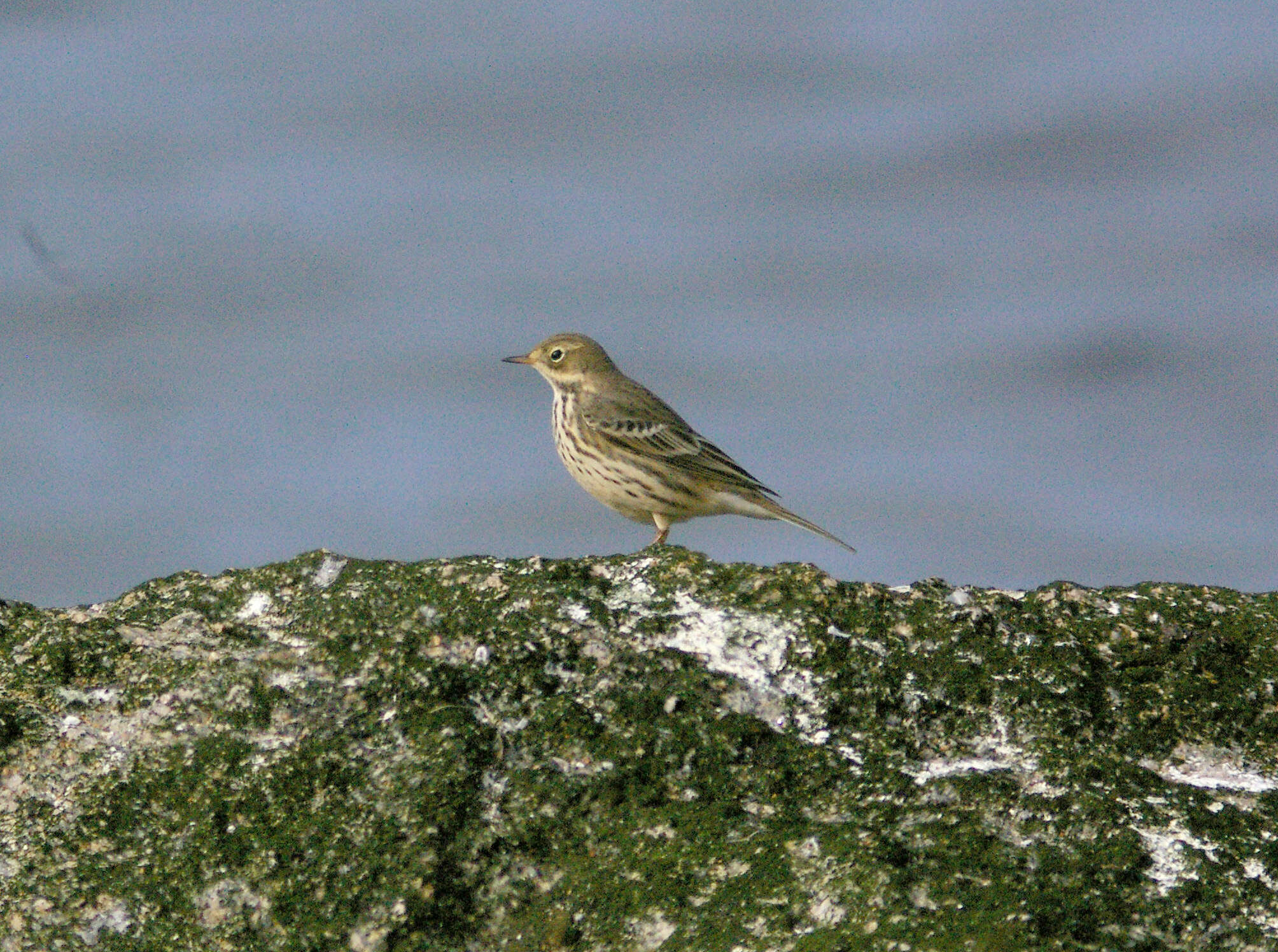 Image of American Pipit