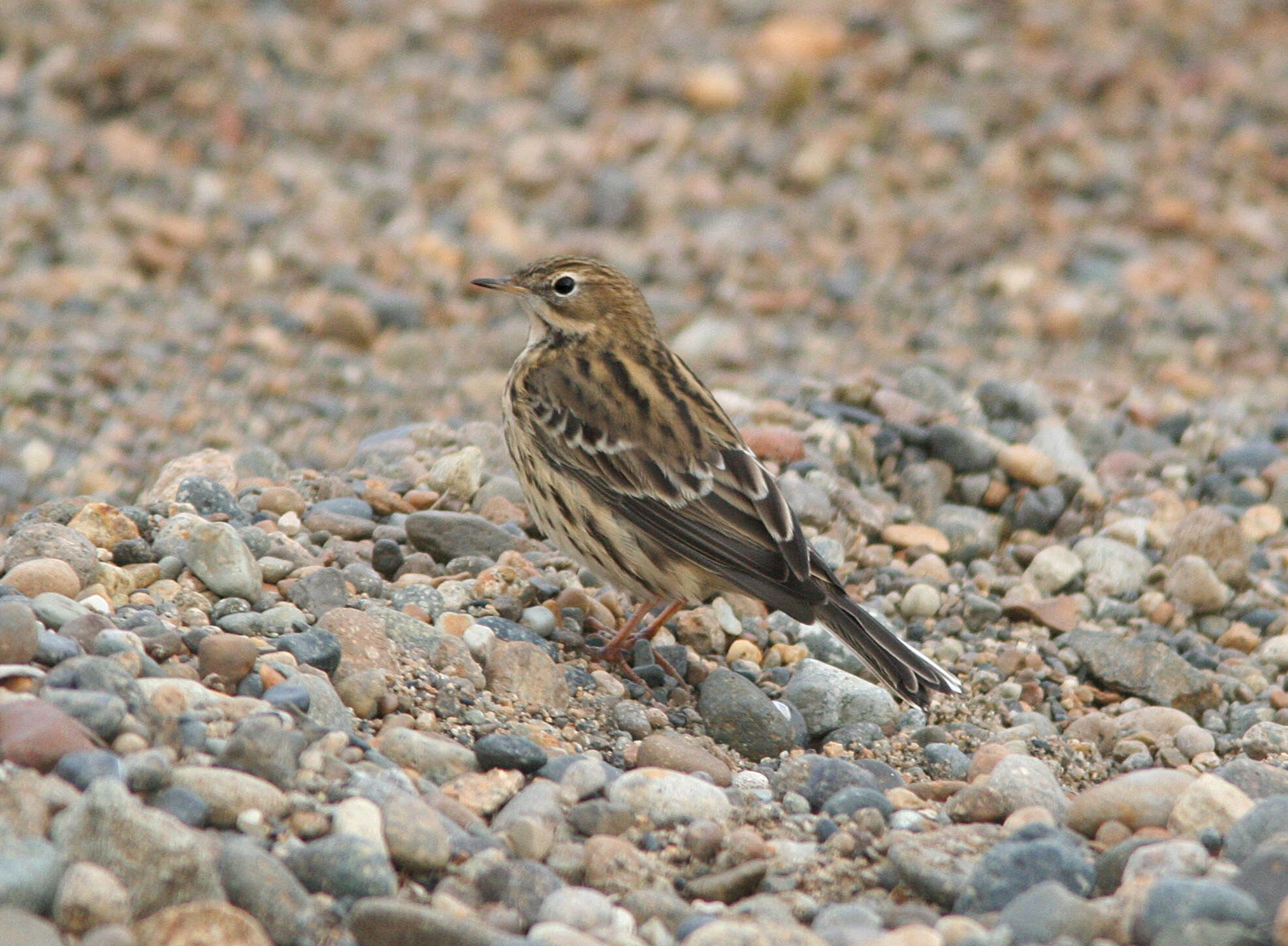 Image of Red-throated Pipit