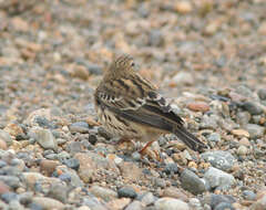 Image of Red-throated Pipit