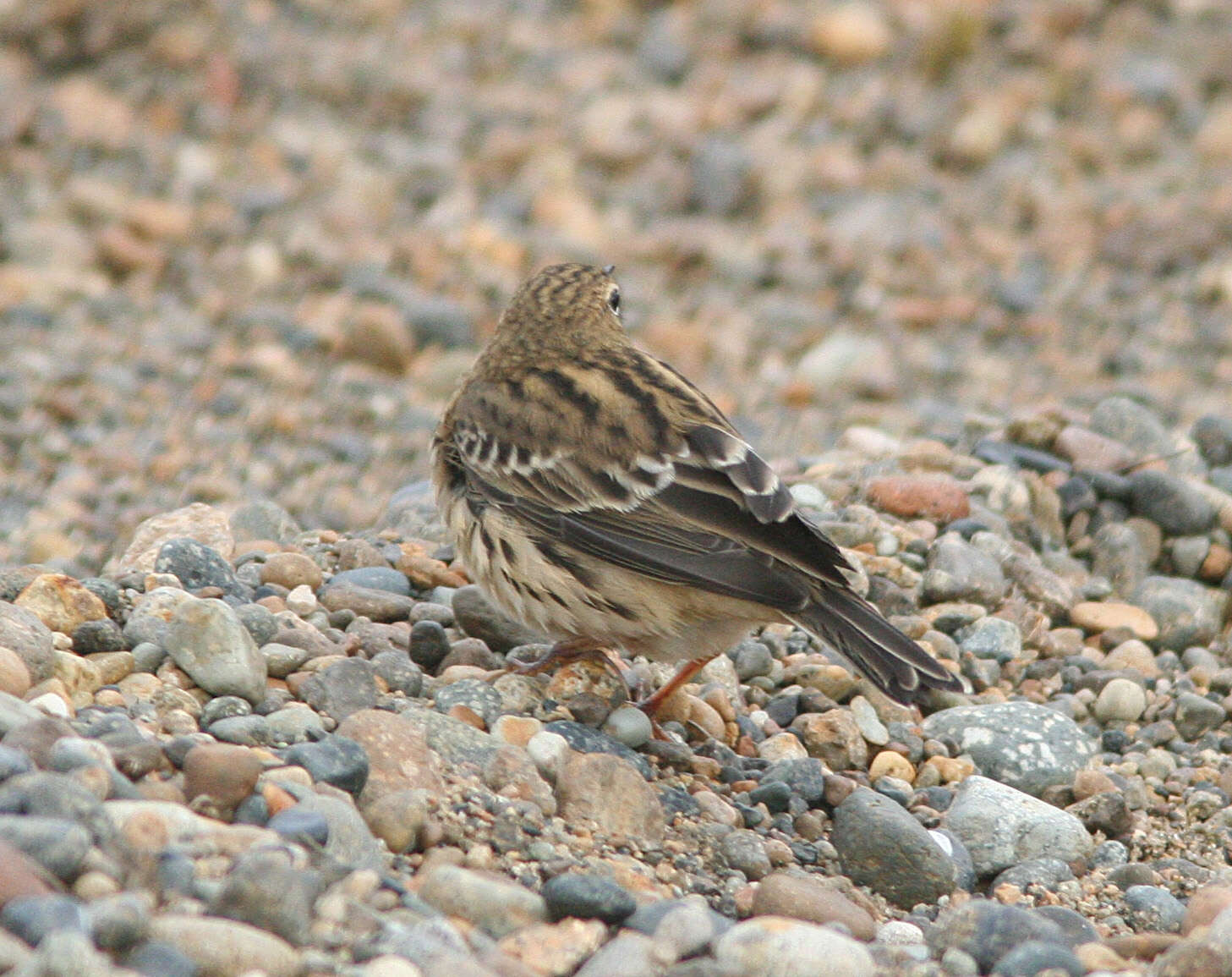 Image of Red-throated Pipit