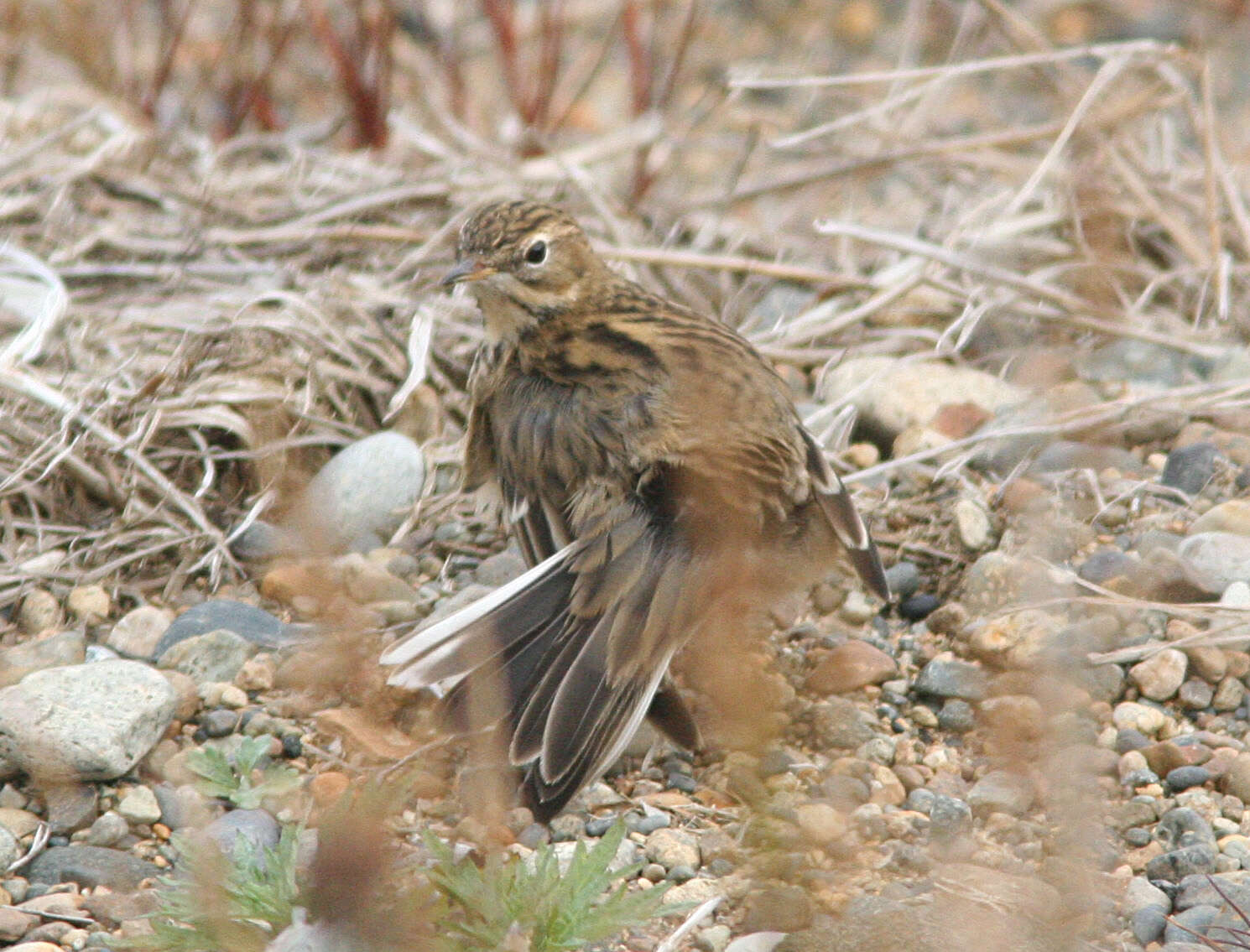 Image of Red-throated Pipit