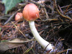 Leucoagaricus rubrotinctus (Peck) Singer 1948 resmi