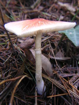 Leucoagaricus rubrotinctus (Peck) Singer 1948 resmi