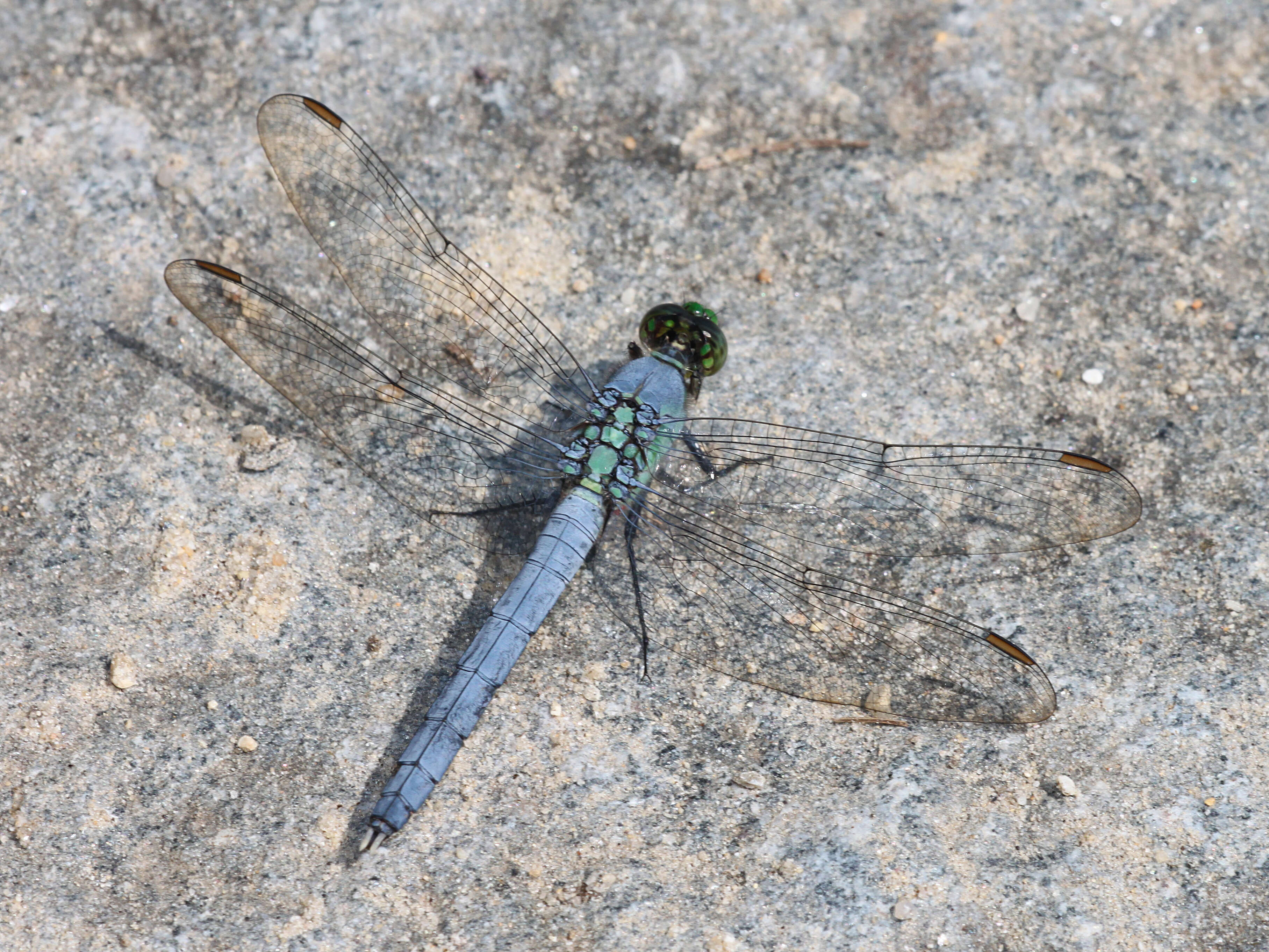 Image of Eastern Pondhawk