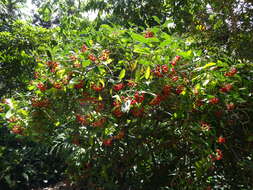 Image of Black bird-berry