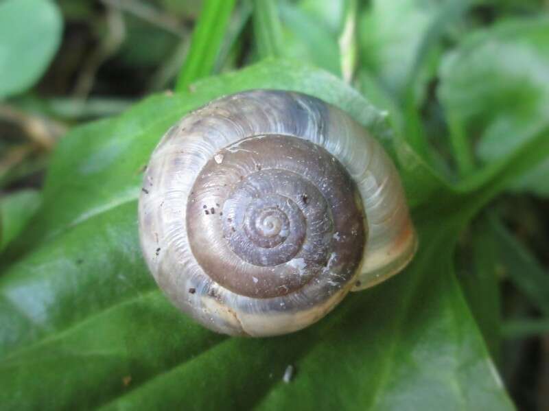 Image of Kentish gardensnail