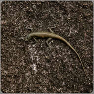 Image of Black Mountain Skink