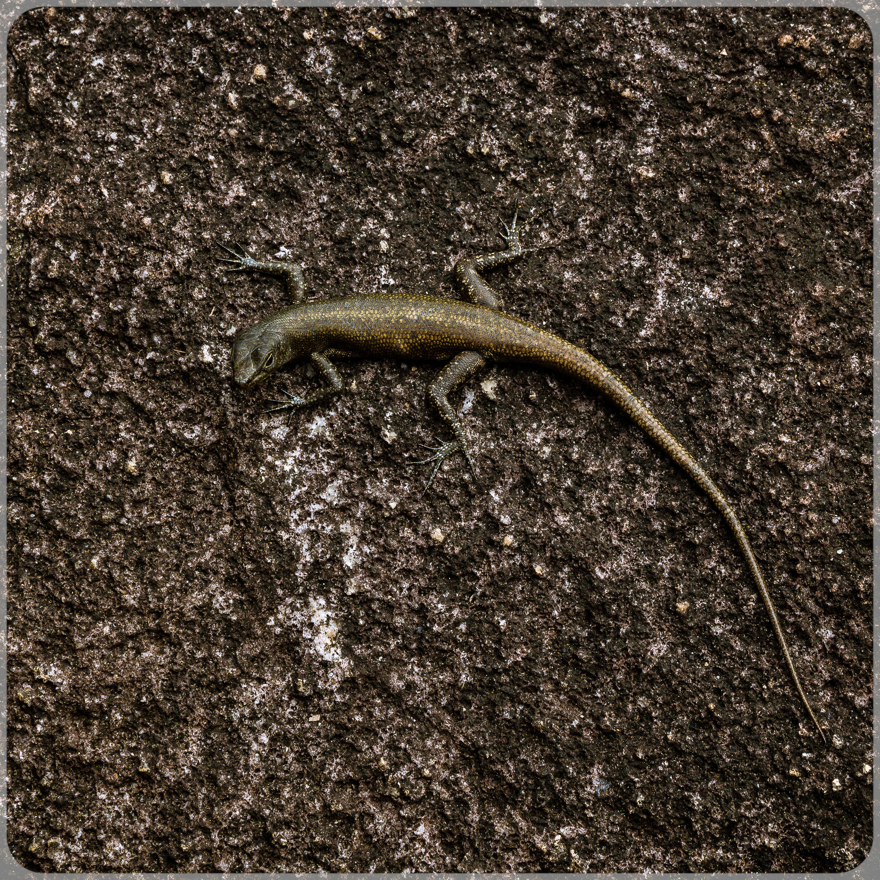 Image of Black Mountain Skink