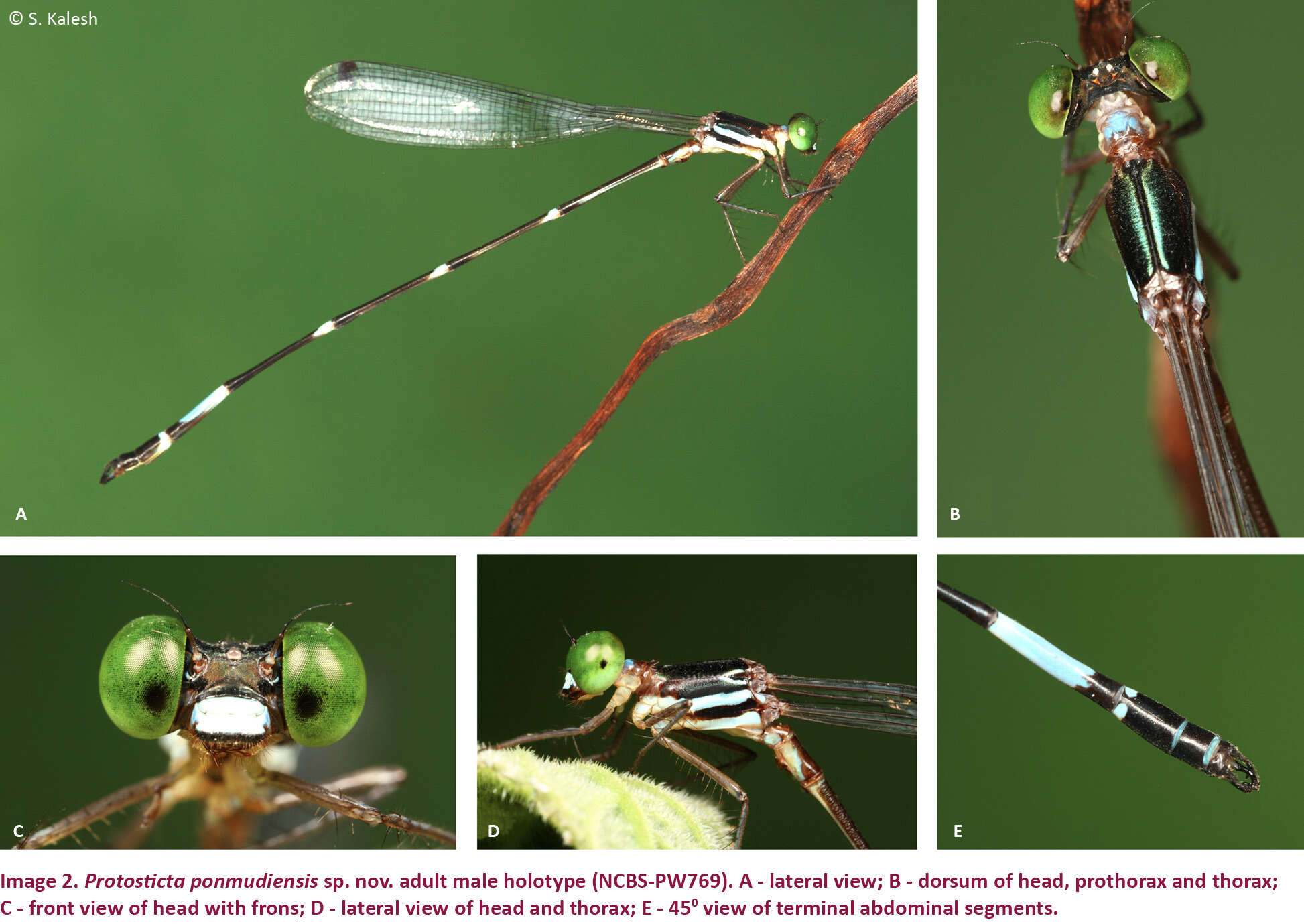 Image of Protosticta ponmudiensis Kiran, Kalesh & Kunte 2015