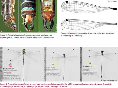 Image of Protosticta ponmudiensis Kiran, Kalesh & Kunte 2015