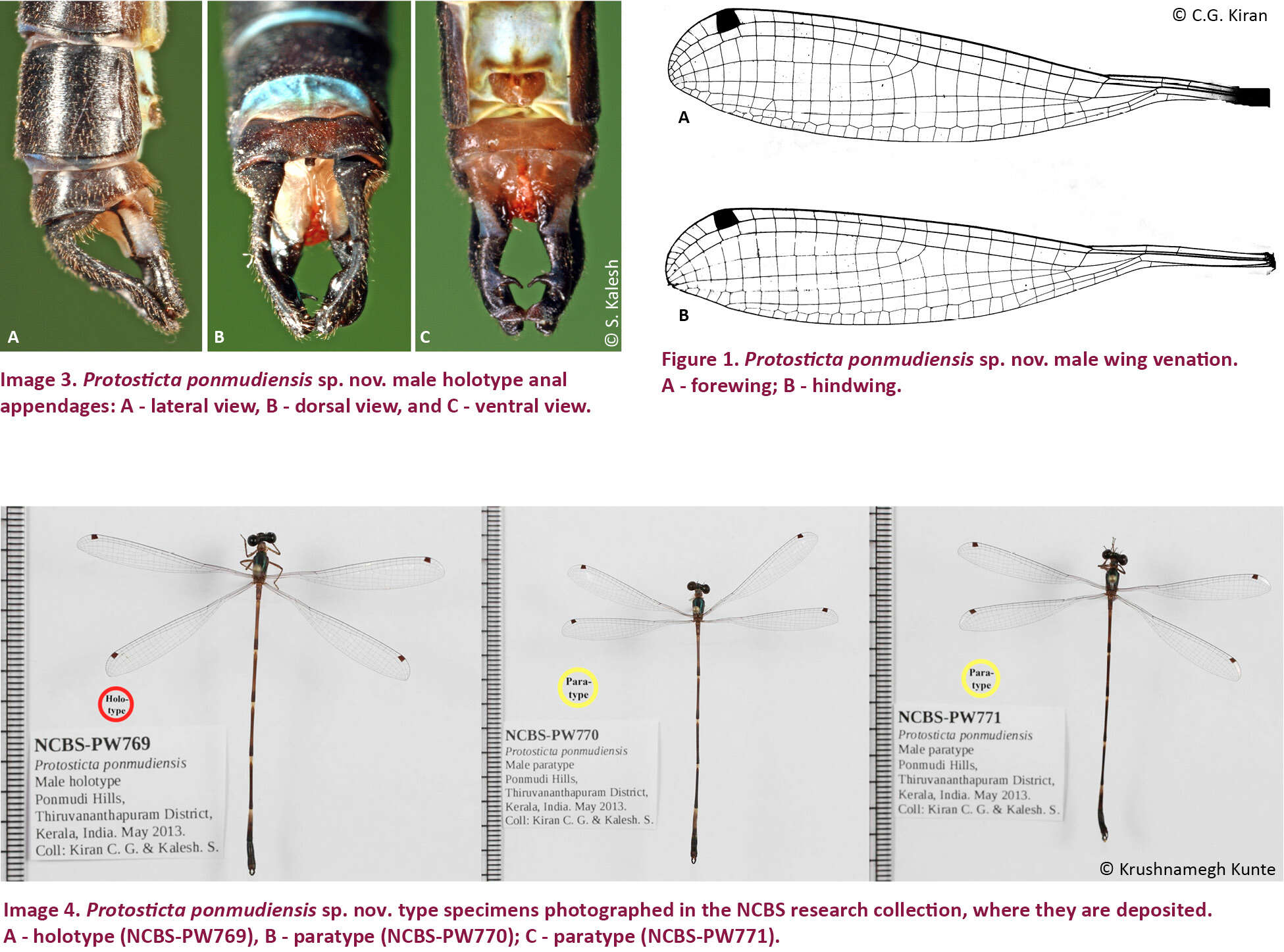 Image of Protosticta ponmudiensis Kiran, Kalesh & Kunte 2015