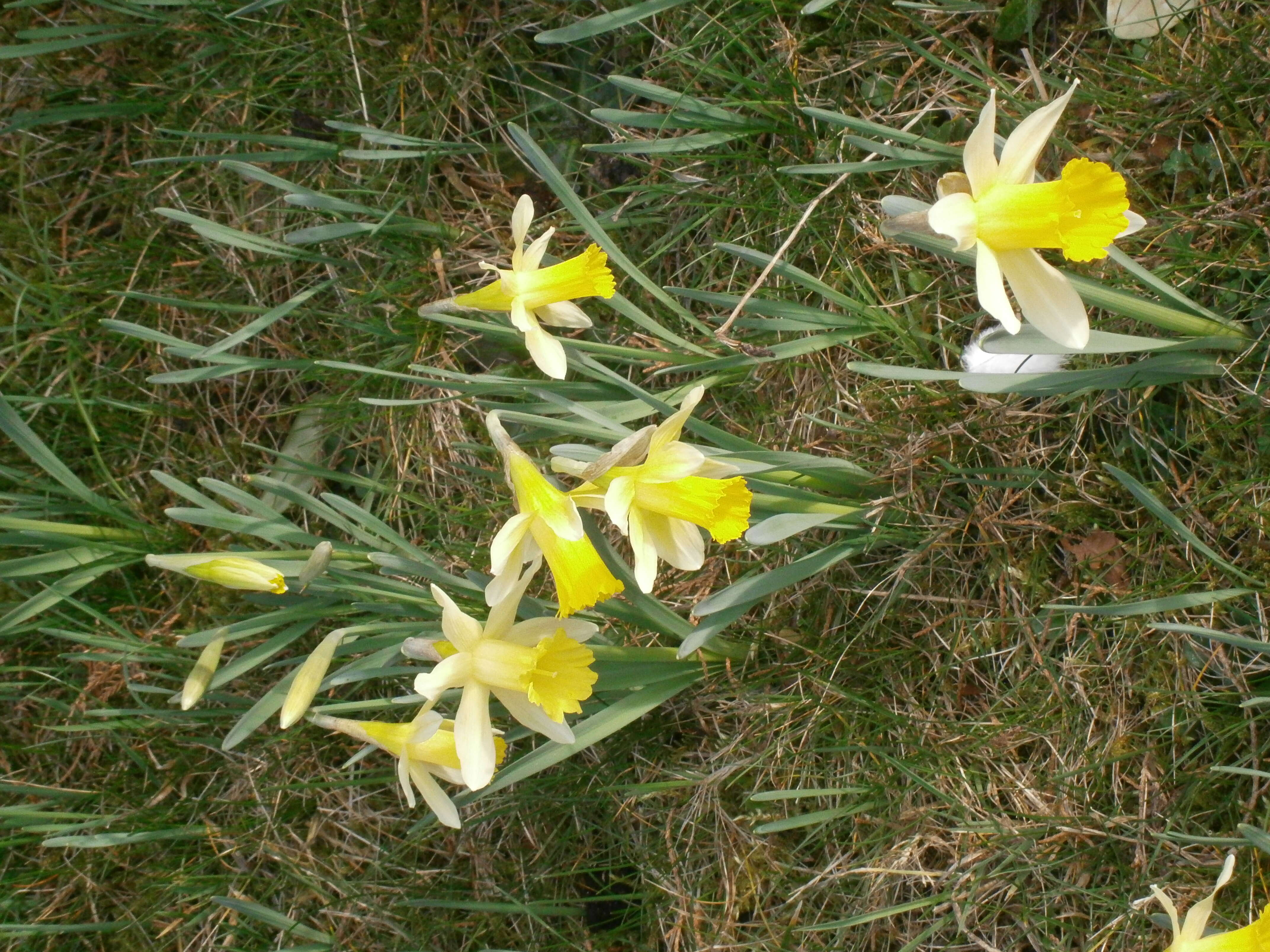 Image of daffodil