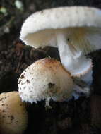 Leucoagaricus rubrotinctus (Peck) Singer 1948 resmi