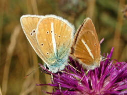 Image of Polyommatus damon