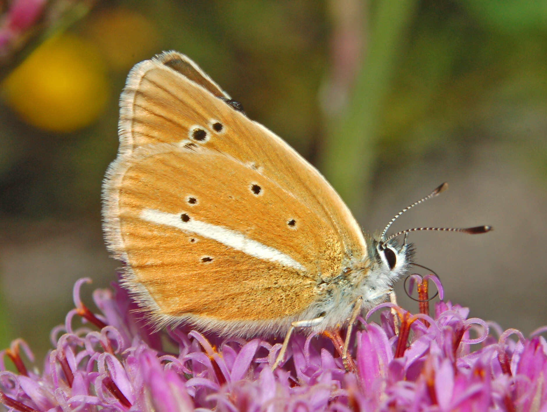 Image of Polyommatus damon