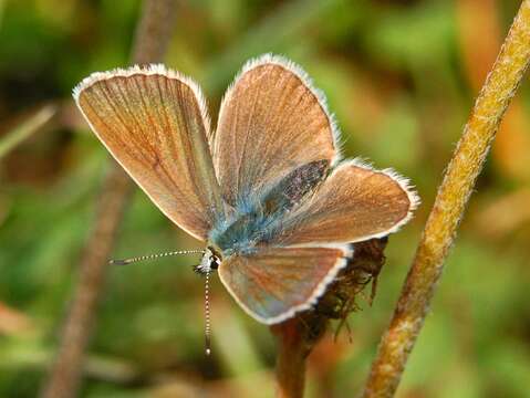 Image of Polyommatus damon