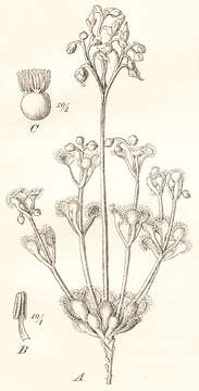 صورة Drosera stolonifera Endl.