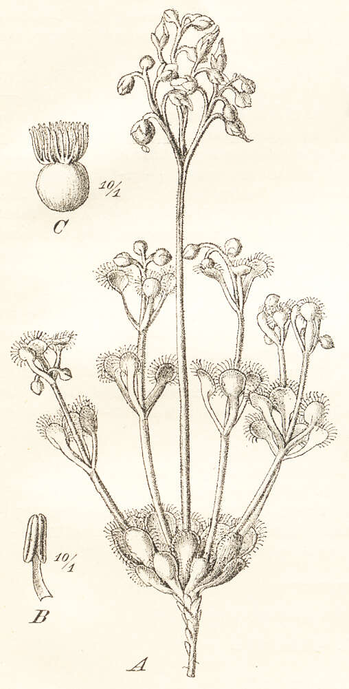 صورة Drosera stolonifera Endl.