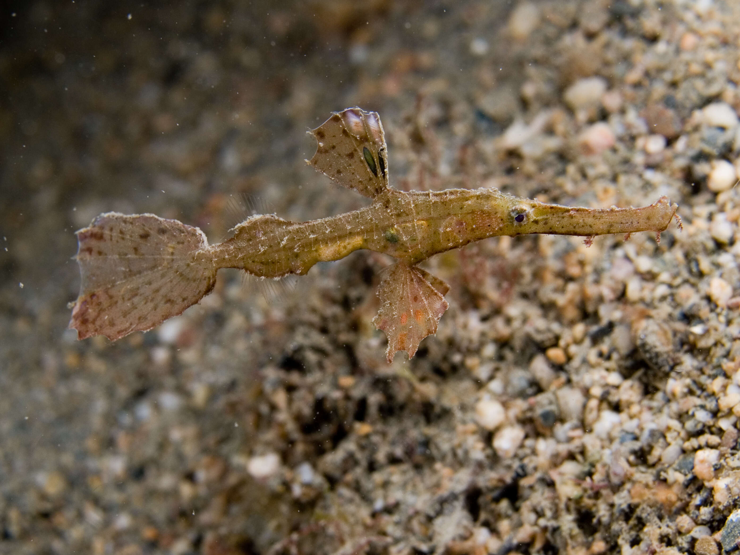 Image of Delicate ghost pipefish