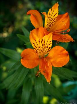 Image of Alstroemeria ligtu L.