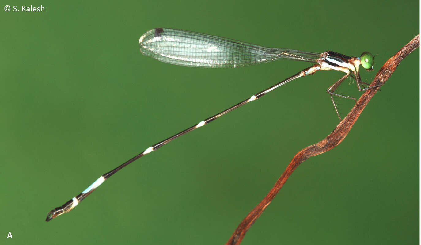 Image of Protosticta ponmudiensis Kiran, Kalesh & Kunte 2015