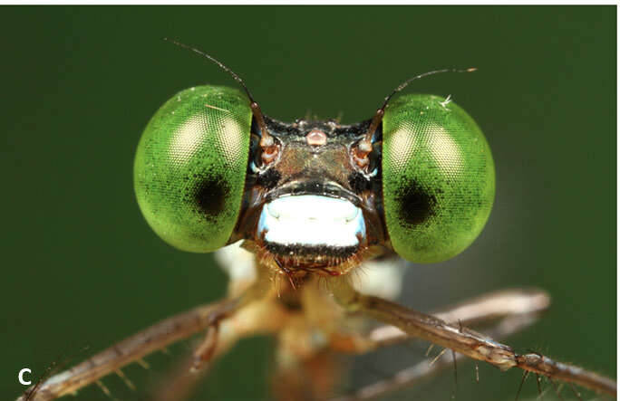 Image of Protosticta ponmudiensis Kiran, Kalesh & Kunte 2015