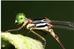 Image of Protosticta ponmudiensis Kiran, Kalesh & Kunte 2015