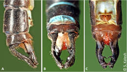 Image of Protosticta ponmudiensis Kiran, Kalesh & Kunte 2015