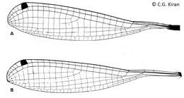 Image of Protosticta ponmudiensis Kiran, Kalesh & Kunte 2015