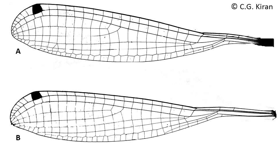 Image of Protosticta ponmudiensis Kiran, Kalesh & Kunte 2015