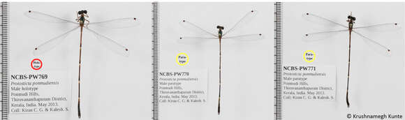 Image of Protosticta ponmudiensis Kiran, Kalesh & Kunte 2015