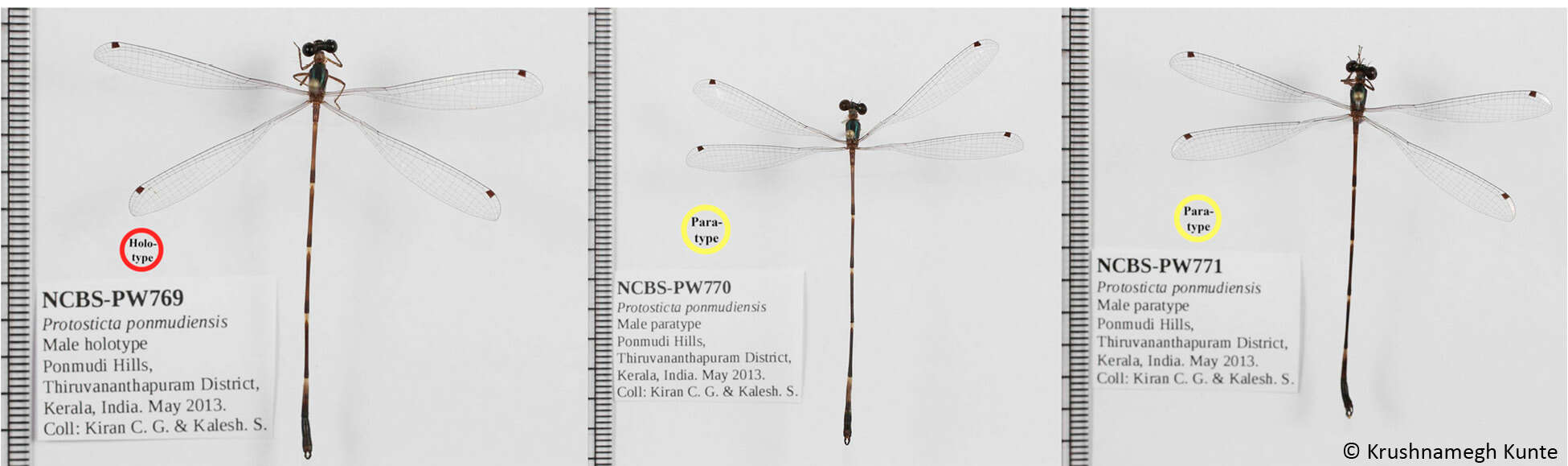 Image of Protosticta ponmudiensis Kiran, Kalesh & Kunte 2015