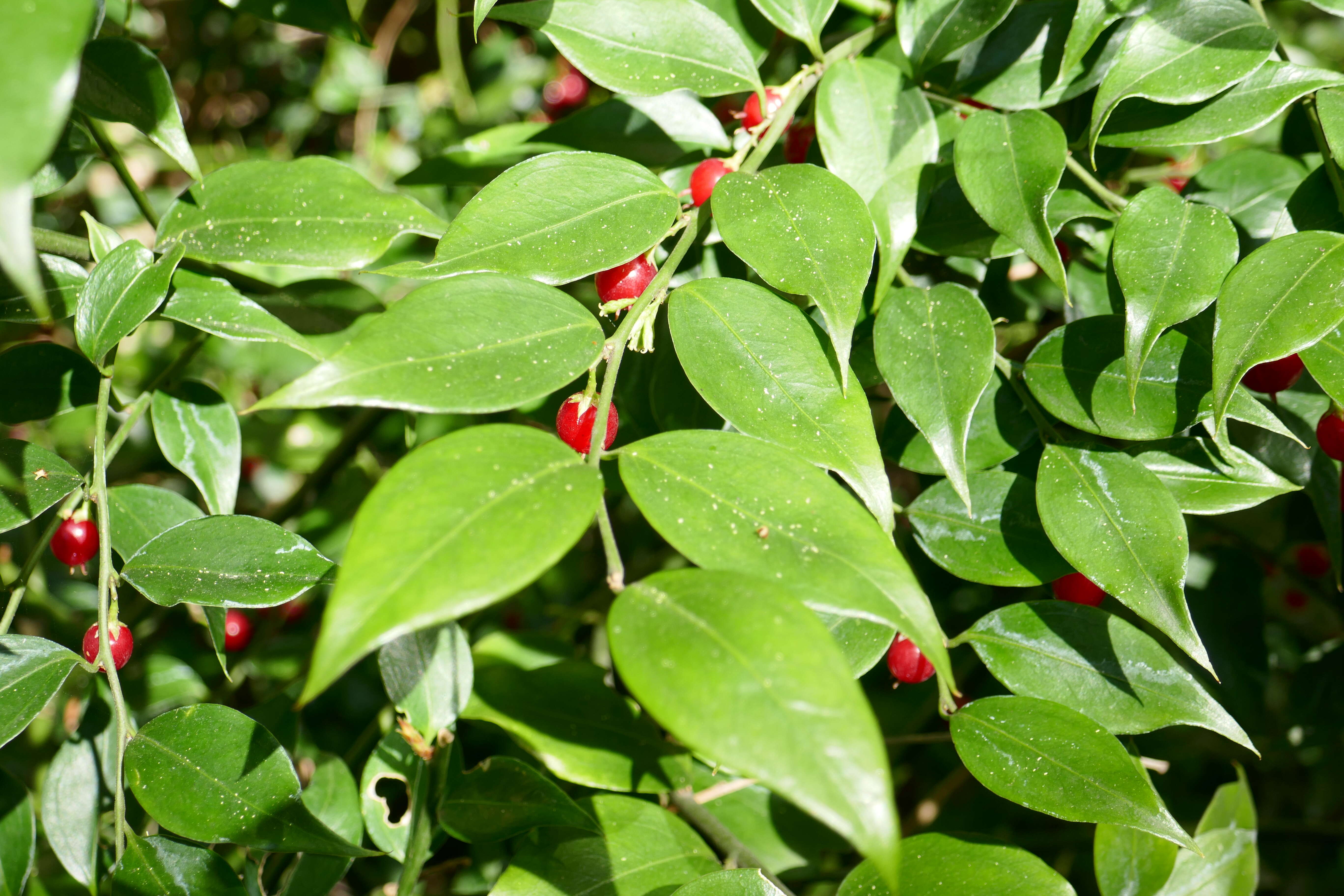 Plancia ëd Sarcococca ruscifolia Stapf