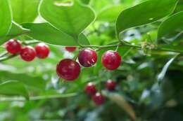 Plancia ëd Sarcococca ruscifolia Stapf