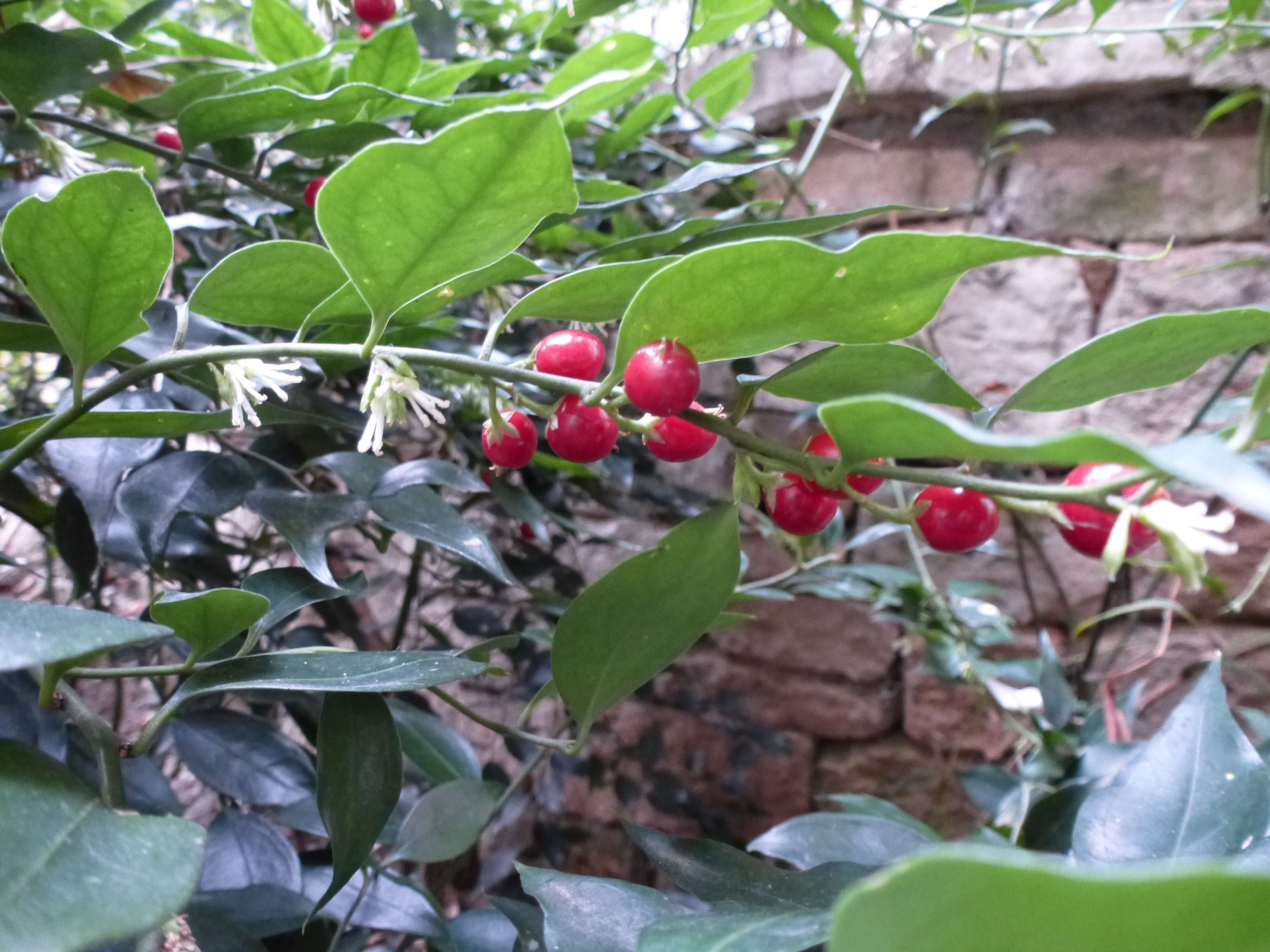 Plancia ëd Sarcococca ruscifolia Stapf