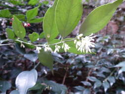 Plancia ëd Sarcococca ruscifolia Stapf