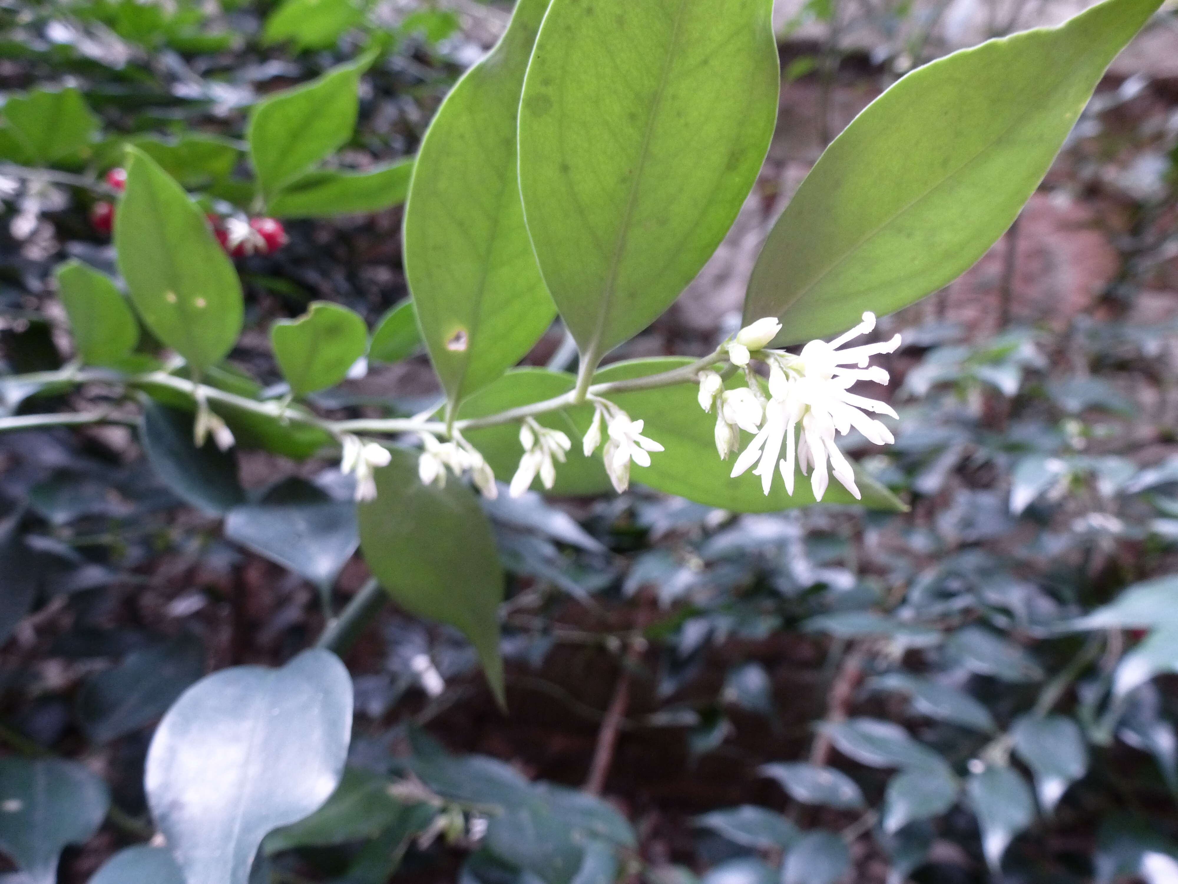 Plancia ëd Sarcococca ruscifolia Stapf