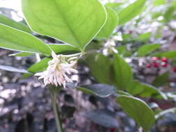 Plancia ëd Sarcococca ruscifolia Stapf