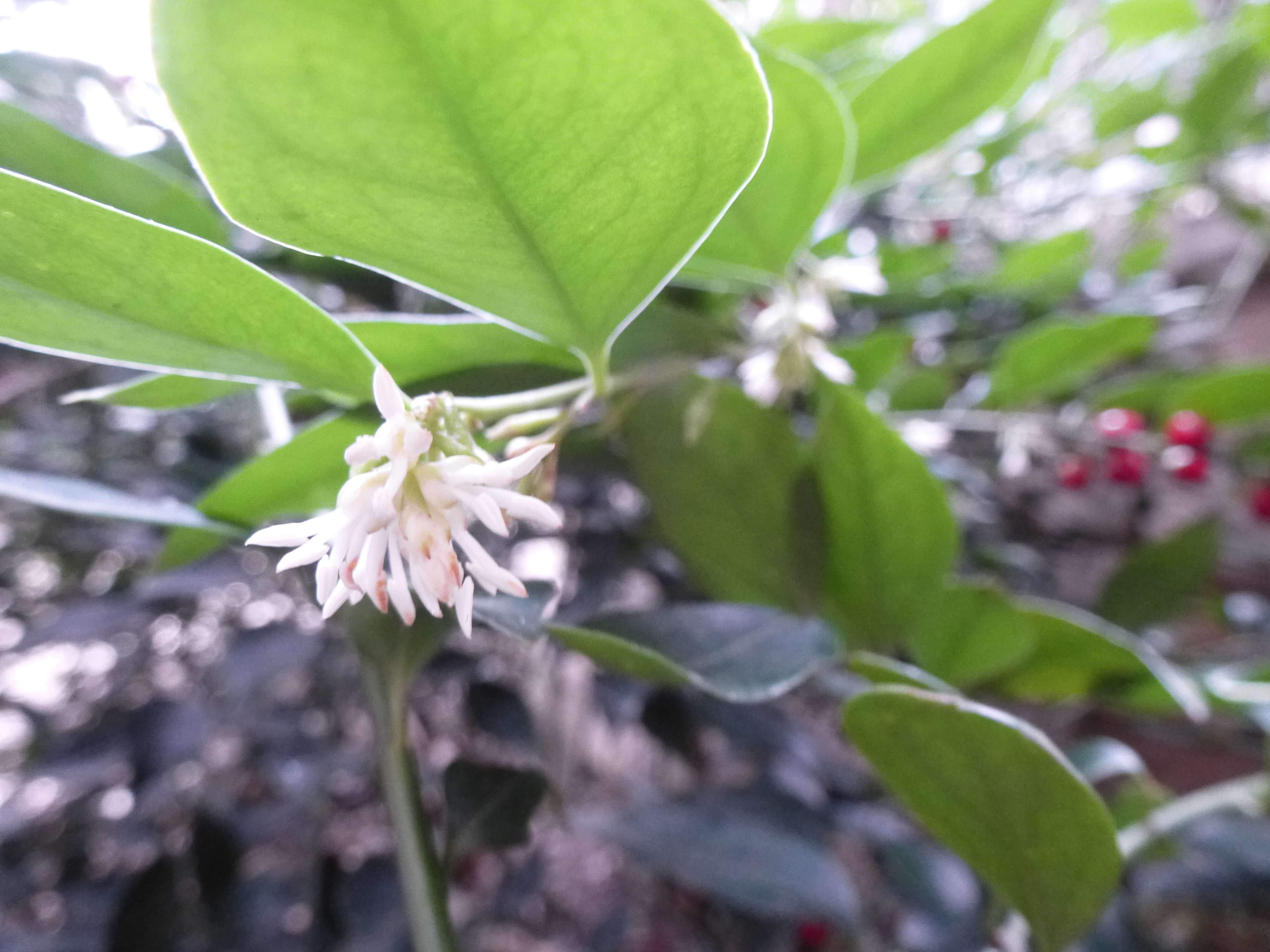 Plancia ëd Sarcococca ruscifolia Stapf