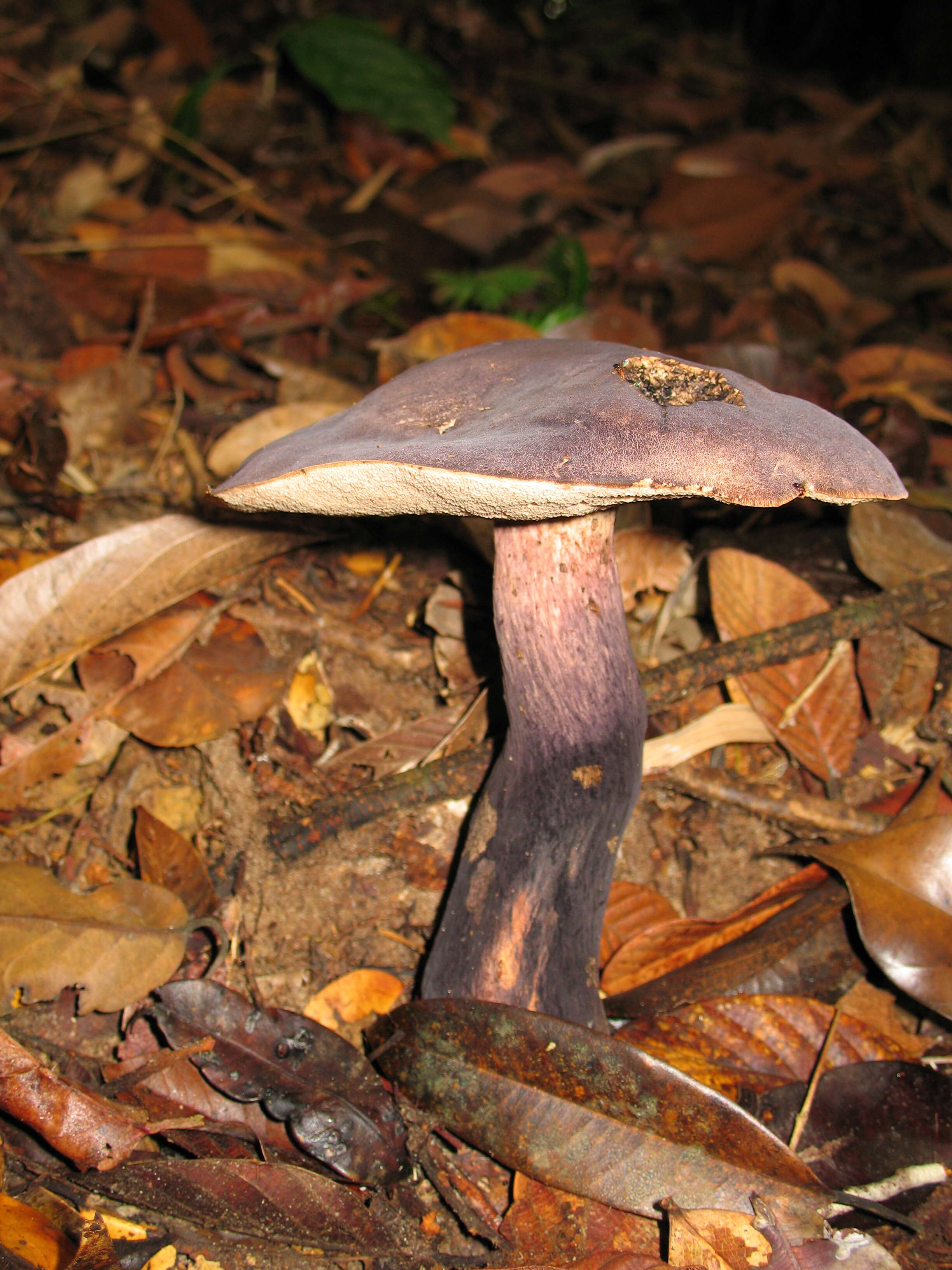 Image of Tylopilus alboater (Schwein.) Murrill 1909