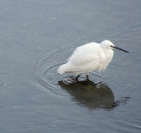 Image of Little Egret