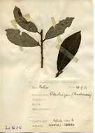 Image of Stigmella salicis (Stainton 1854) Fletcher et al. 1945