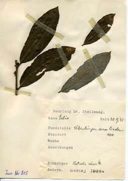 Image of Stigmella salicis (Stainton 1854) Fletcher et al. 1945