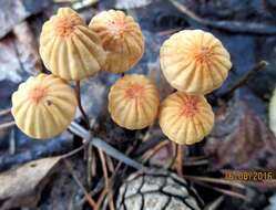 Image of Marasmius siccus