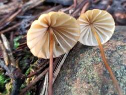 Image of Marasmius siccus