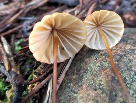 Image of Marasmius siccus