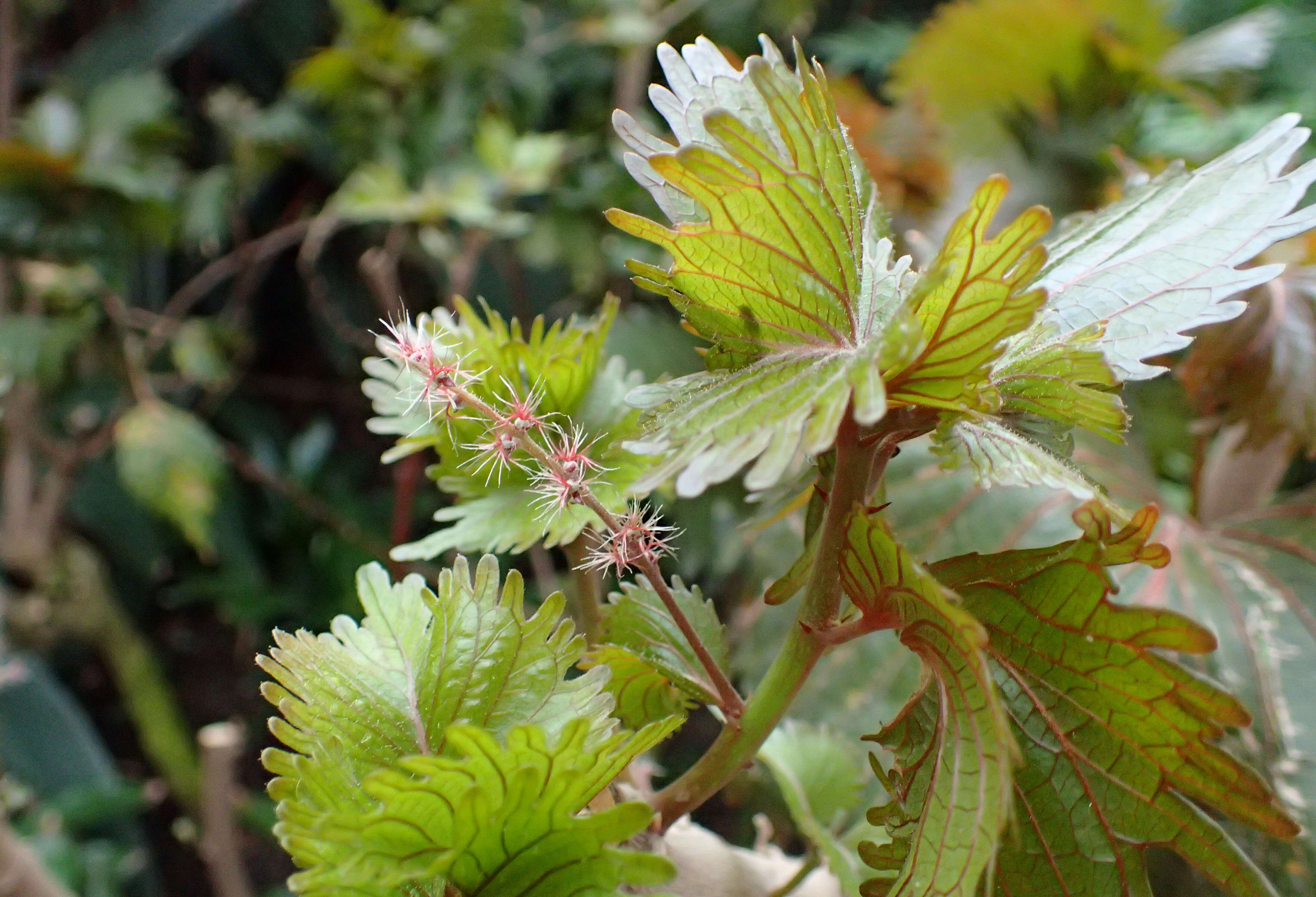 Image de Acalypha wilkesiana Müll. Arg.