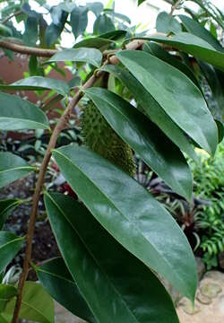 Image de Annona muricata L.